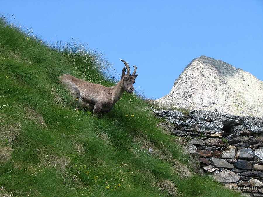 Masoni 268.jpg - Con lo sfondo della cima dell'Aga